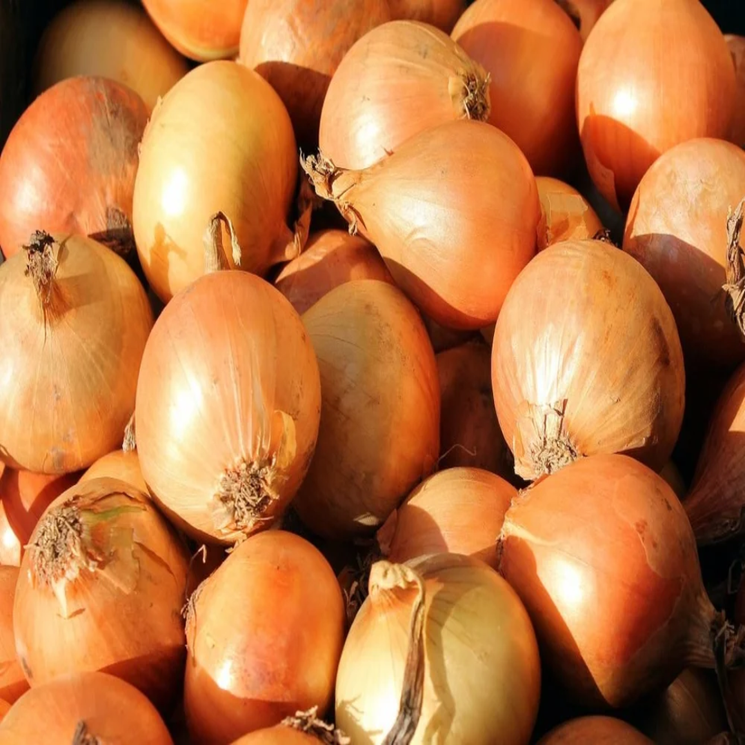 Cold Storage Yellow Onion UAE Stockist